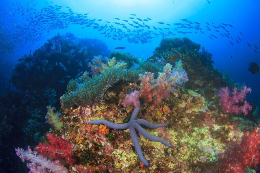 Underwater world at Ningaloo Reef