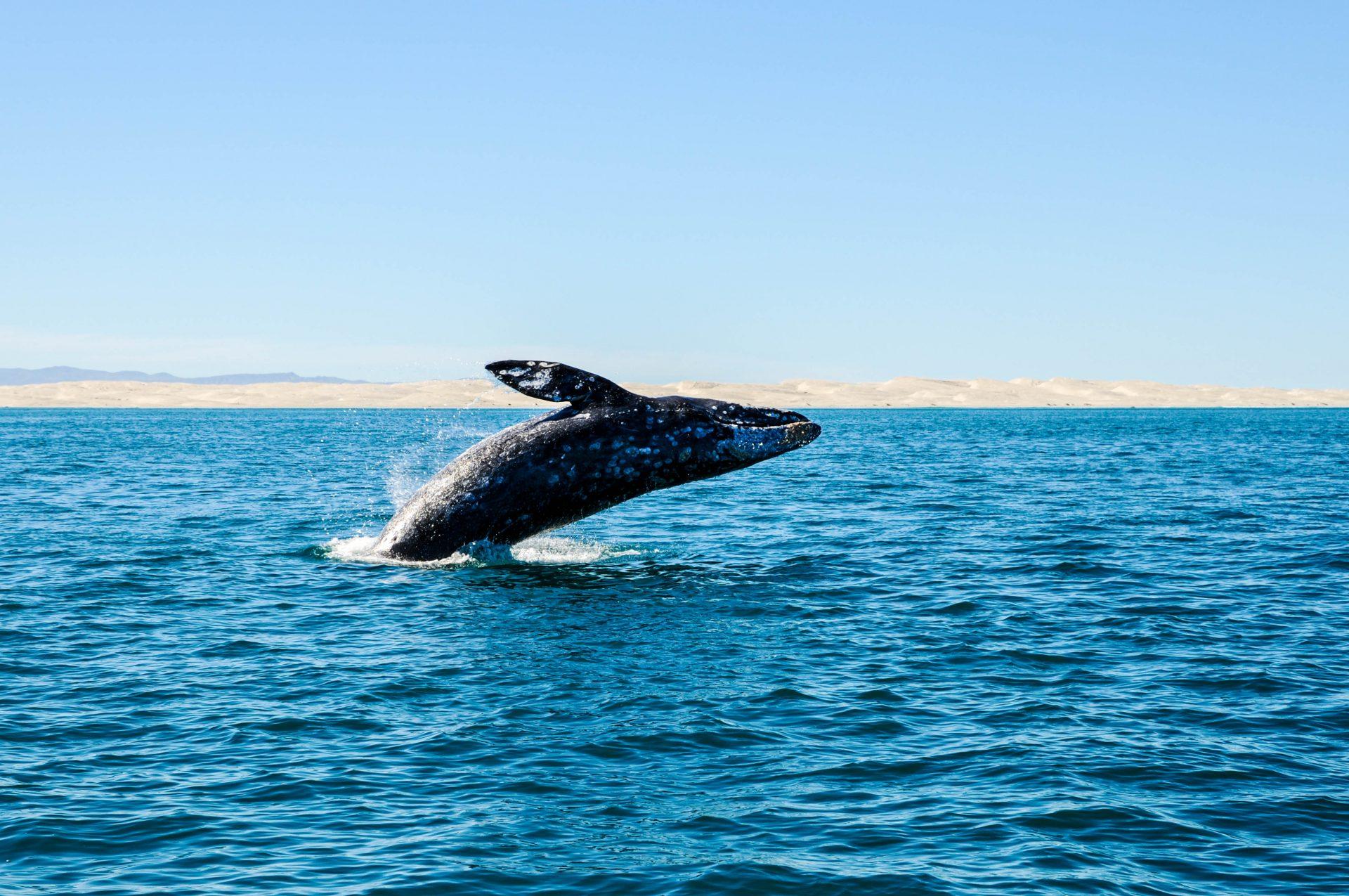 With a bit of luck, you'll see a whale jump out of the water while whale watching
