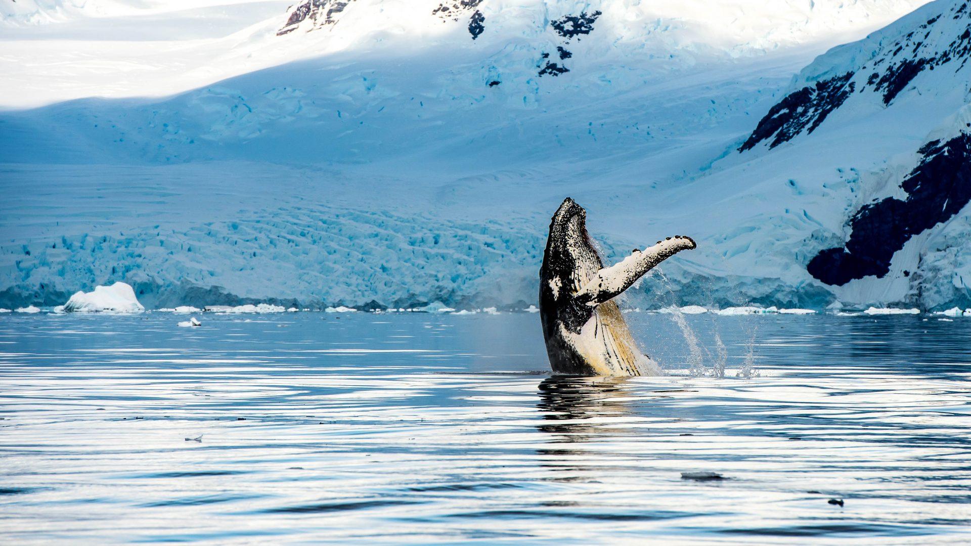 In Alaska, you can observe whales in a spectacular setting
