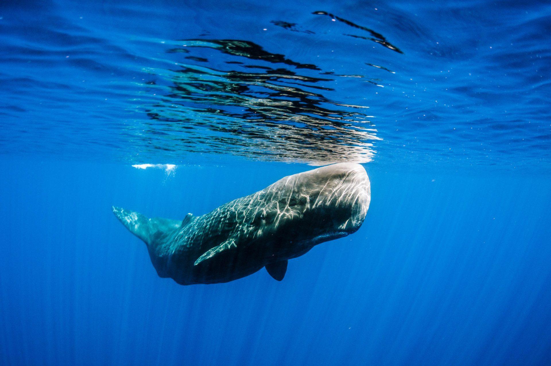 Sperm whales are among the largest species of whales