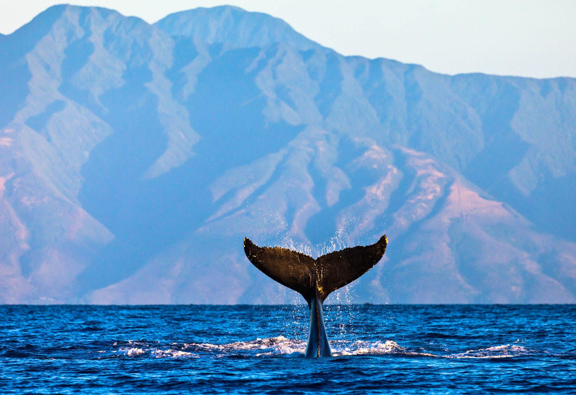 Whale watching can be done in many different locations around the world