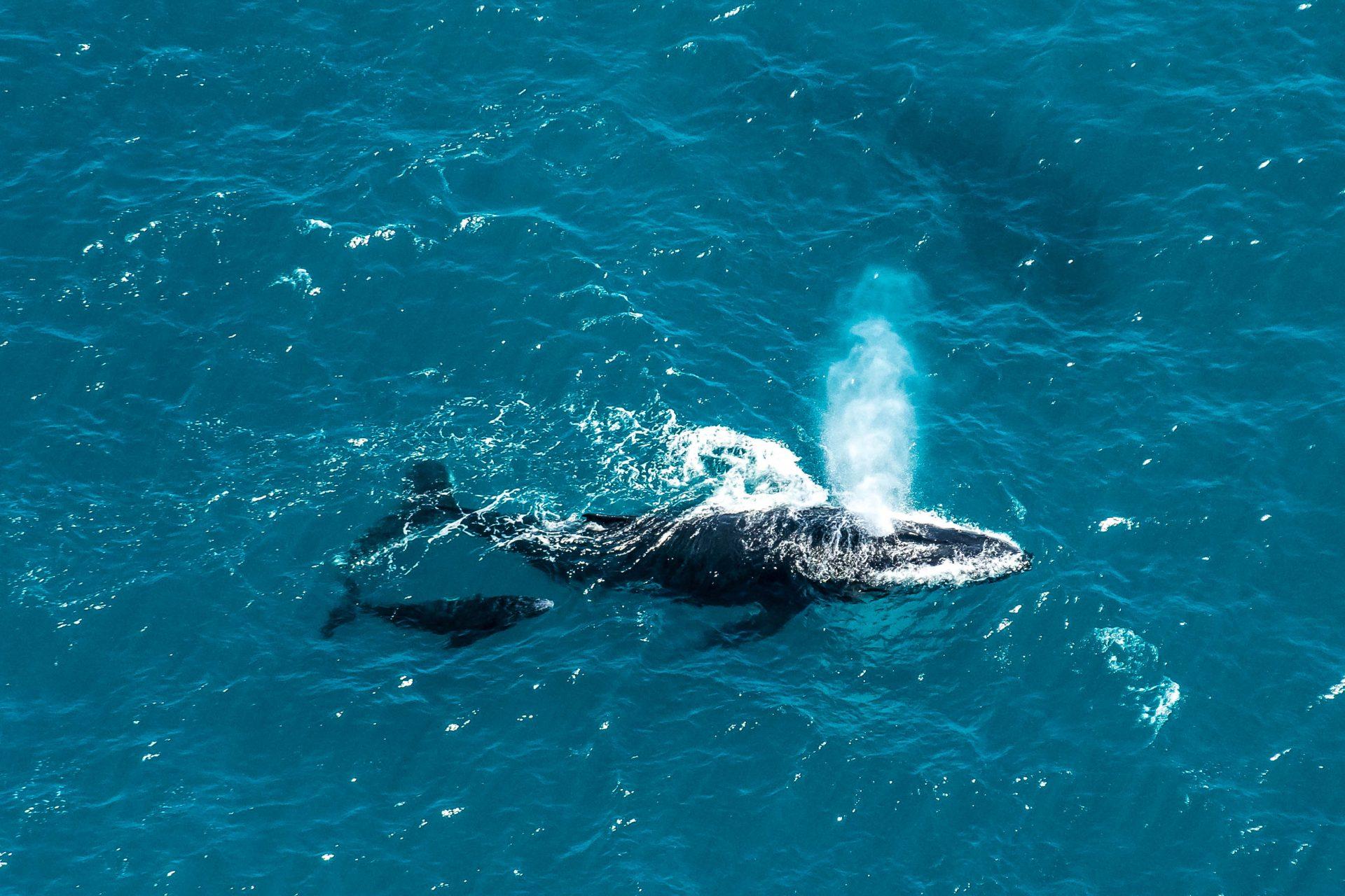 The spouts of whales can often be seen from hundreds of meters away