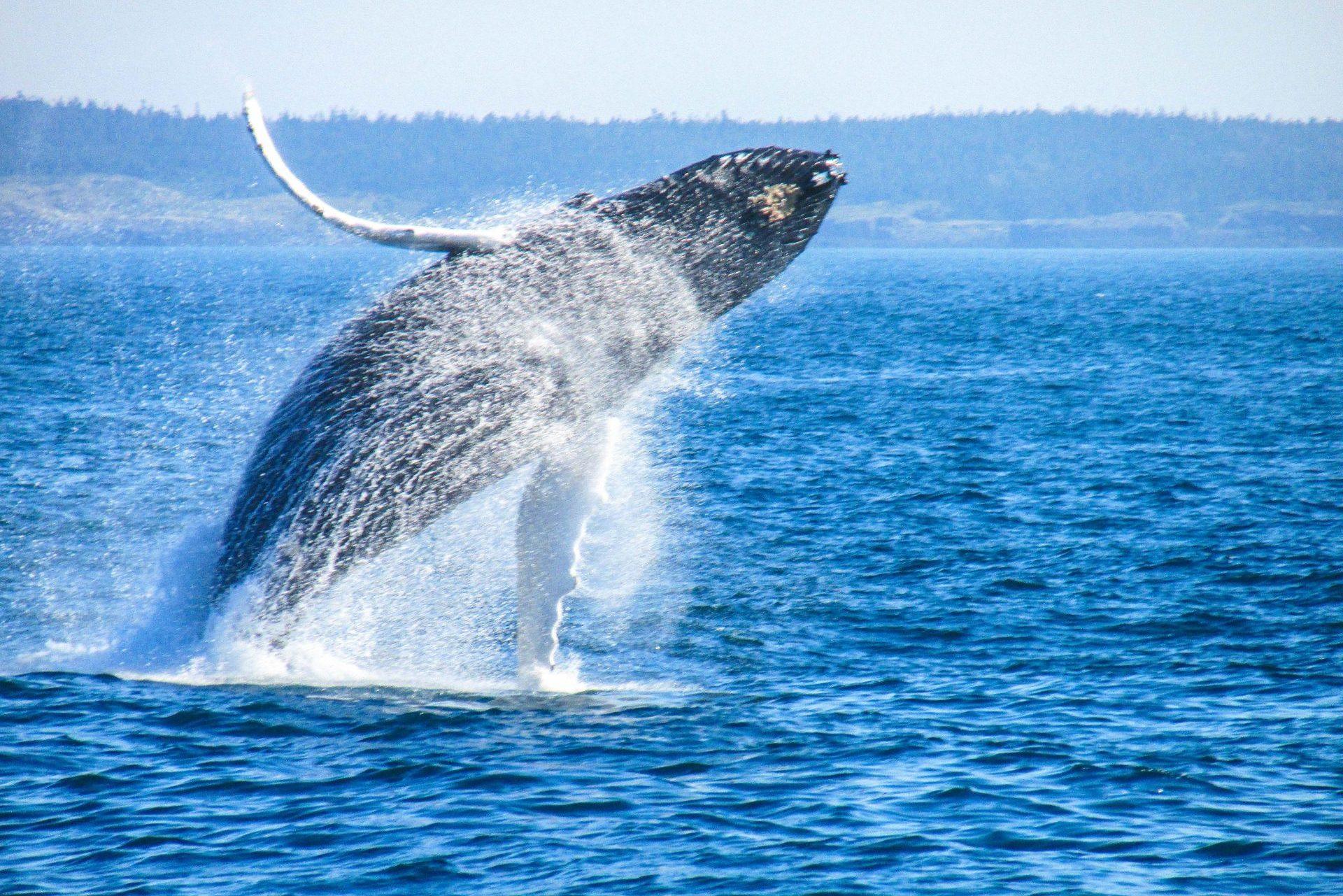 Whale watching tours can bring you close to the whales
