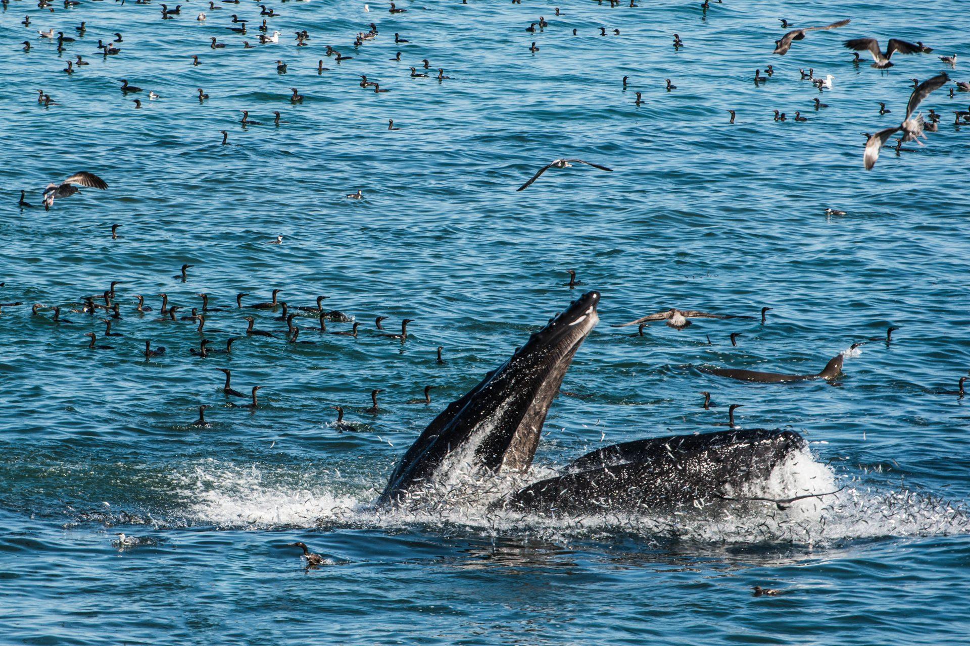 Whales are fascinating animals