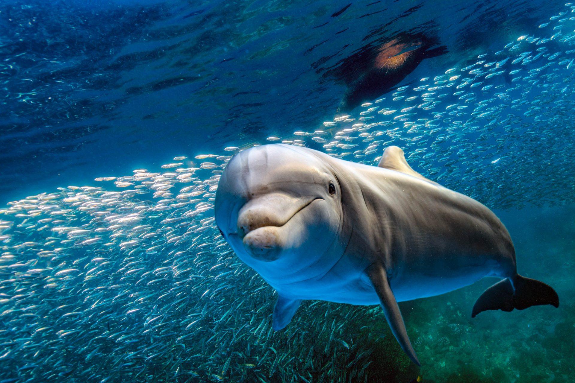 A dolphin in the depths of the sea