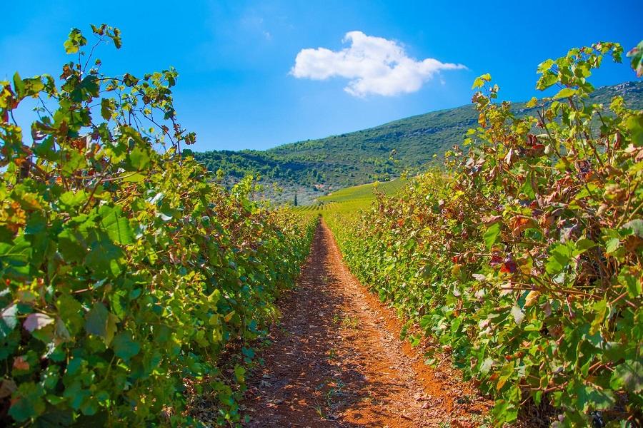 Vineyard landscape in Nemea, Peloponnese