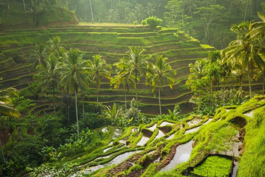 Rice terraces in Ubud