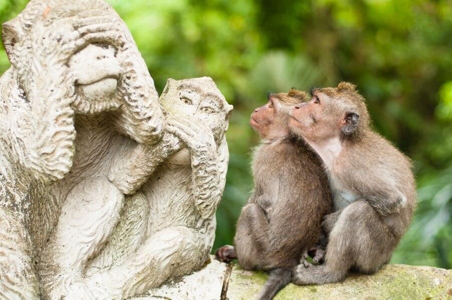 Monkeys_Ubud_shutterstock_99610196_900x600