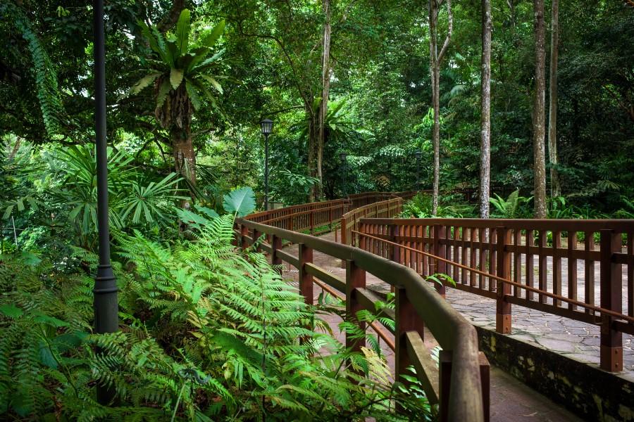 Wooden path winding through the lush green jungle of Bukit Timah Nature Reserve in Singapore; great ferns and dense trees on both sides, a lantern stands on the left edge of the path.