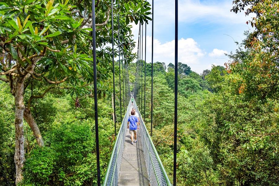 A narrow hanging bridge path leads through a green canopy. A person in blue clothing walks down the center of the bridge. Surrounded by lush forest under a bright blue sky.