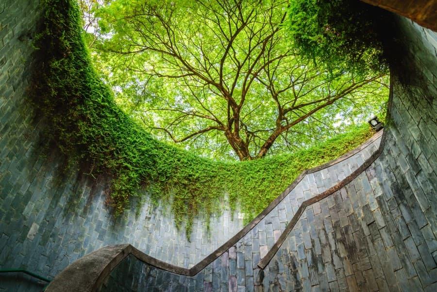 Winding stone staircase leads to a circular opening through which a dense green canopy of a tree is visible. Walls covered in green foliage.