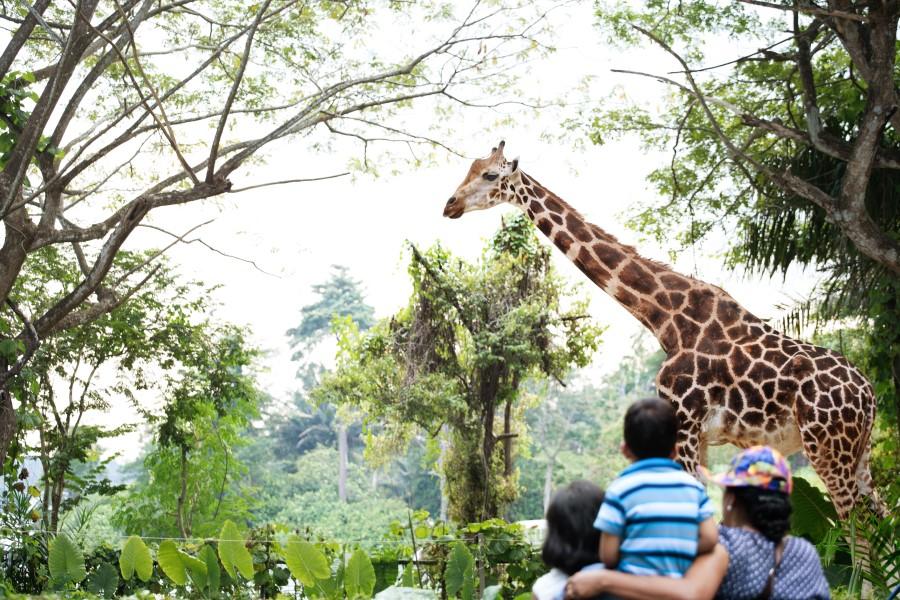 A giraffe stands to the right of the image under some trees. In the left foreground, an adult and two children in striped shirts gaze at the giraffe. Surrounded by plenty of green foliage.