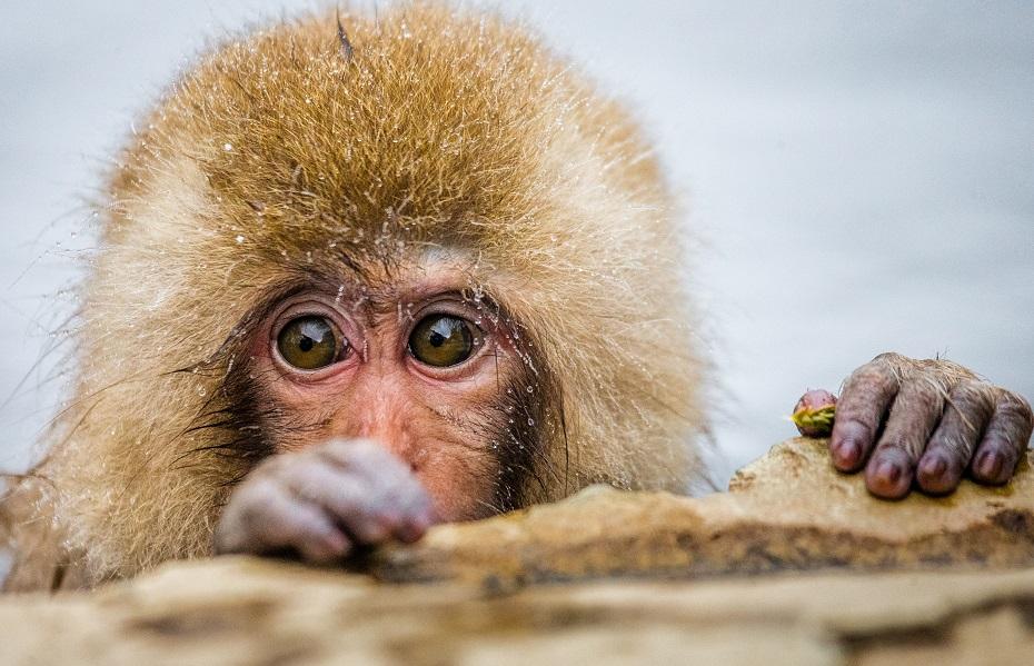 Snow monkeys in Jigokudani Park, Japan