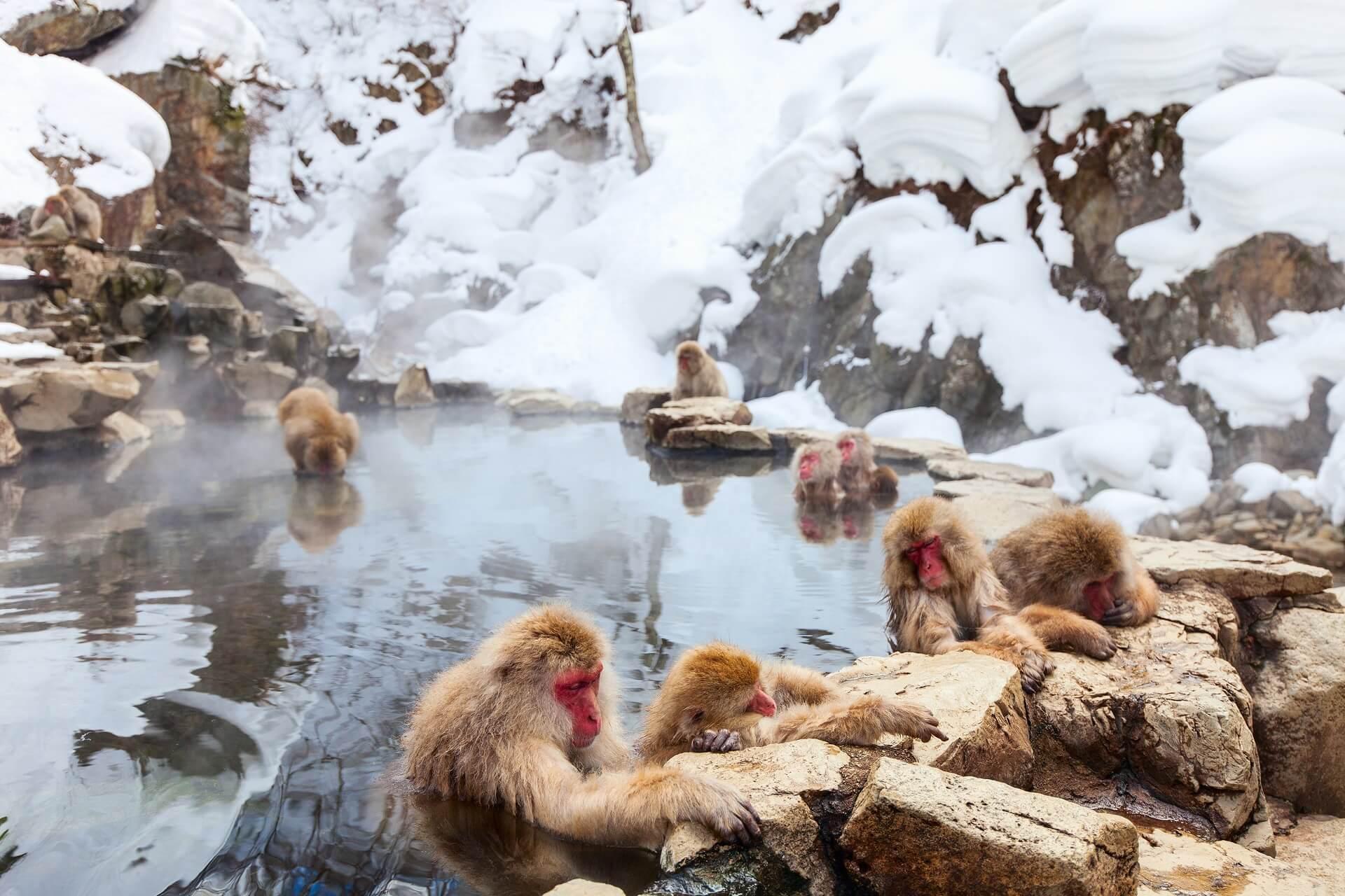 Snow monkeys in Jigokudani Park, Japan