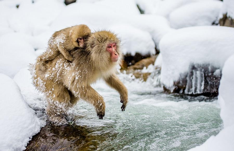Japanese macaques in onsen