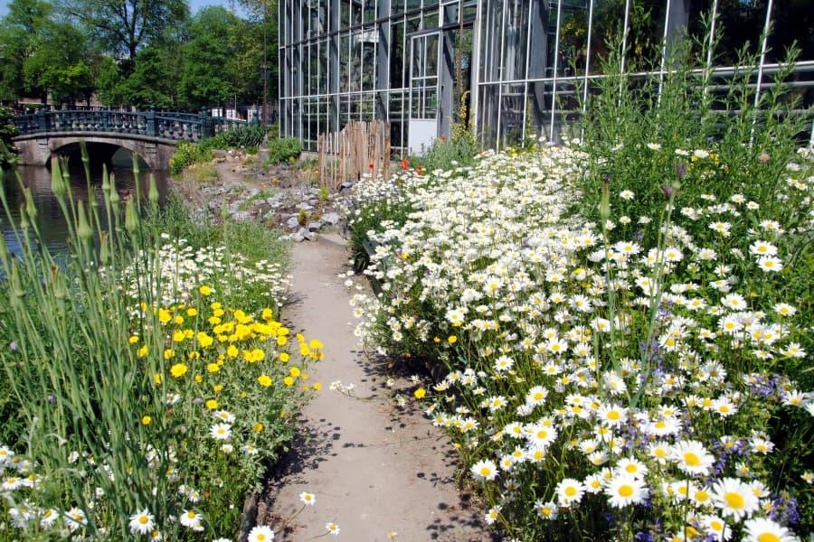 Hortus Botanicus Amsterdam: An oasis of tranquility with various plants.