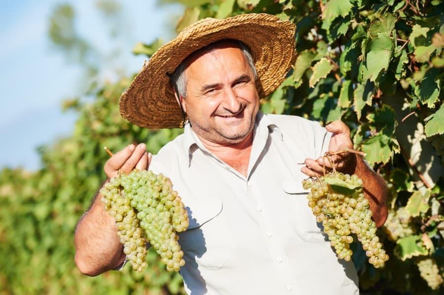 An older man stands in front of a vine and holds many grapes in both hands. He is smiling at the camera, wearing a light shirt and a sun hat.