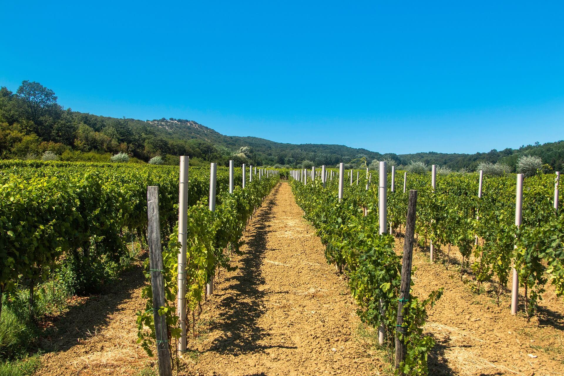 The vineyards in Vrbnik glow beautifully green