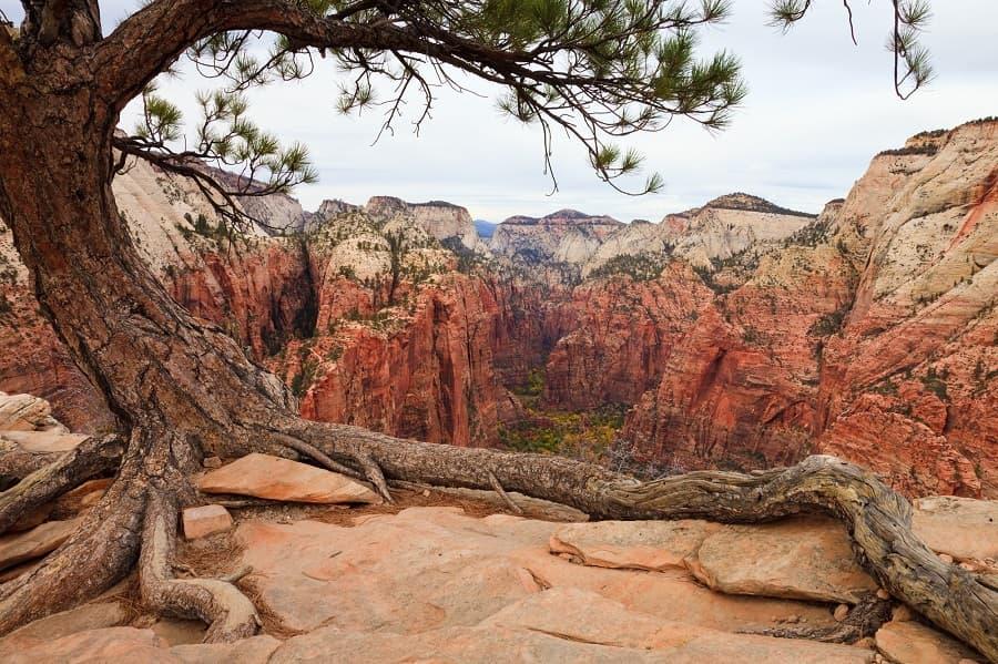 Angels Landing is the trail that takes you through a rust-colored canyon landscape. The picture shows the canyon and a gnarled old tree with thick roots digging into the stone.