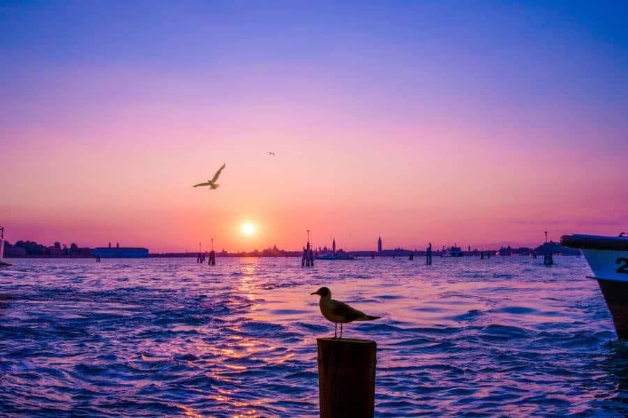 Sunset in Lido di Venezia. The image shows the water, the sun slowly setting on the horizon, casting the city in shades of pink and purple. In the foreground, a seagull sits on a wooden post jutting out of the water, while another seagull flies towards the sky in front of the sun.