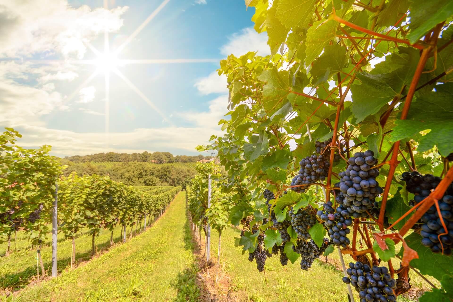 Vineyard with sunlight