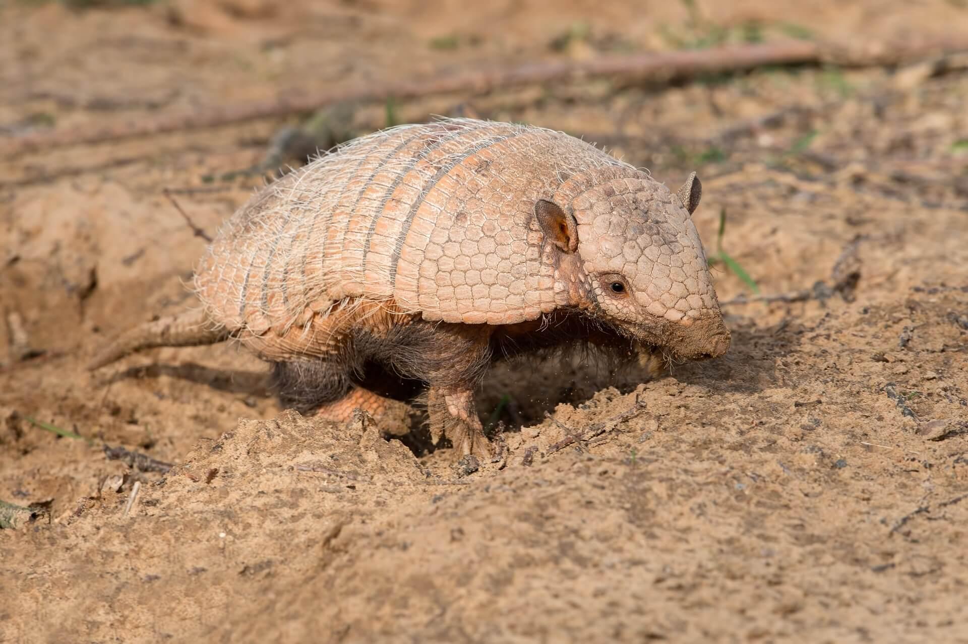 Armadillo in Uruguay, South America