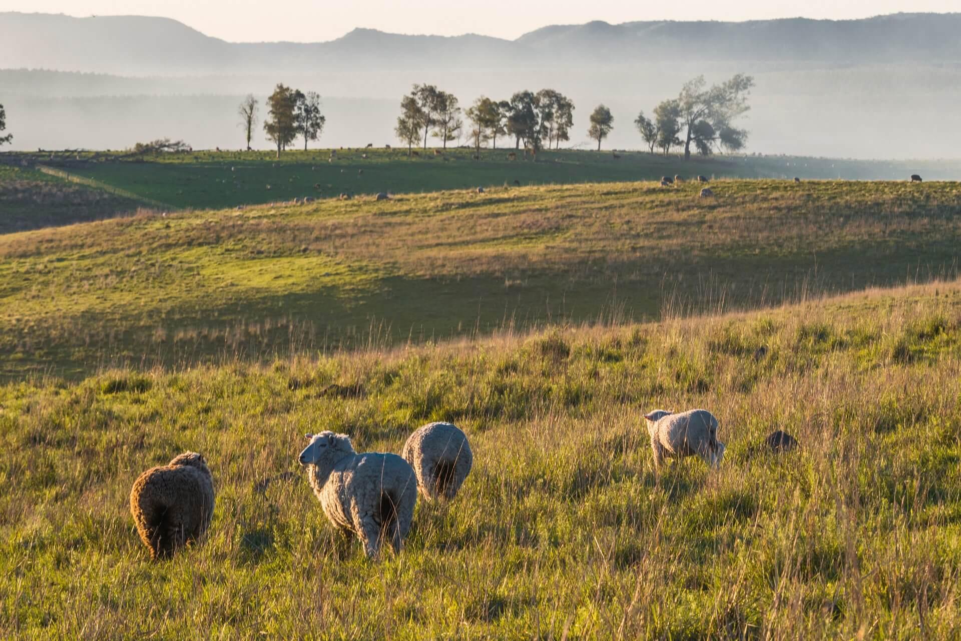 Pampas with sheep in Batovi Hill Tacuarembo in northern Uruguay, South America