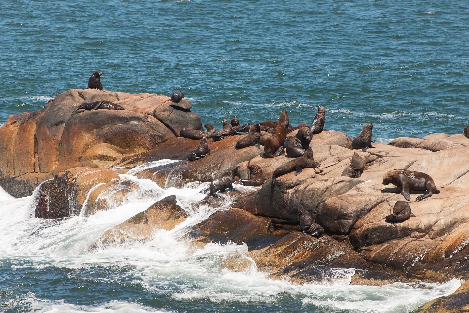 Sea lions in Cabo Polonio, Uruguay, South America