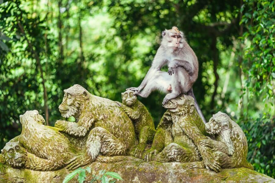 Monkey Forest in Ubud, Bali