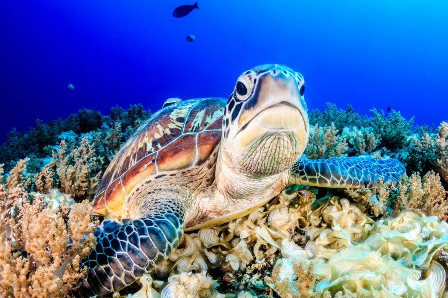 Sea Turtle on the Gilis