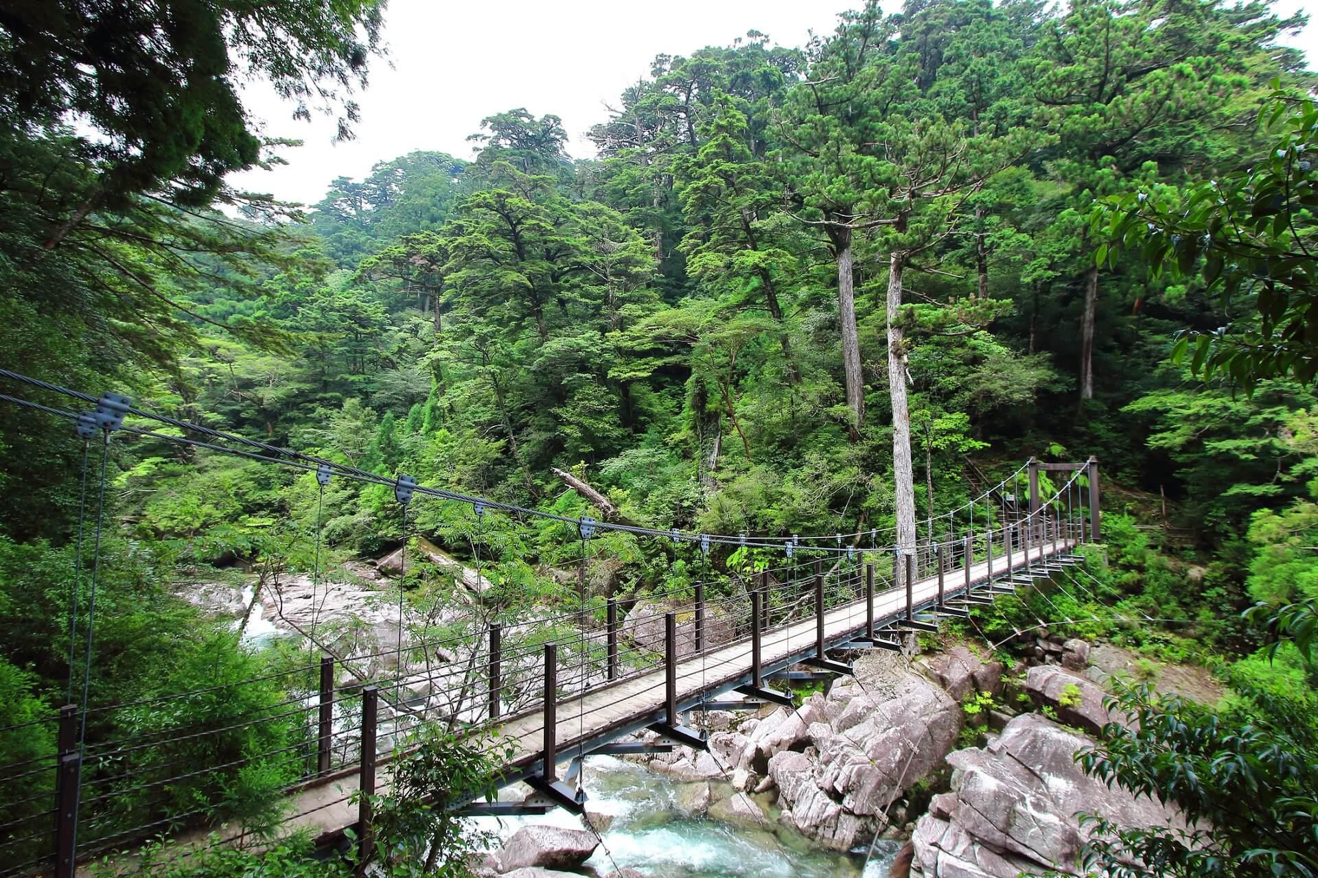 Bridge over a river in Yakusugiland on Yakushima near Kyushu in Japan.
