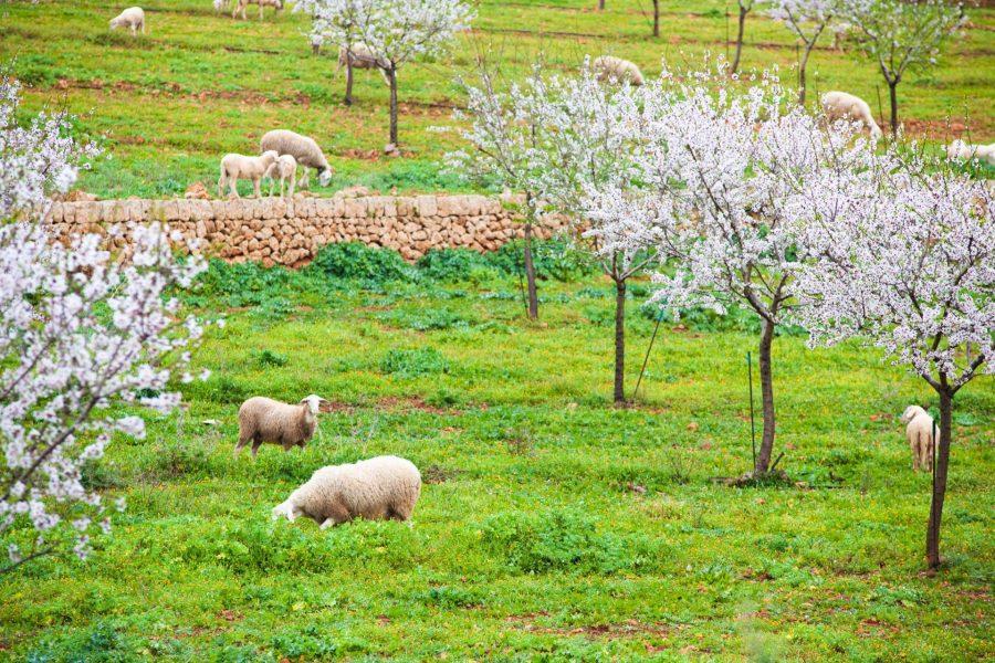 Sheep among the almond trees in Mallorca