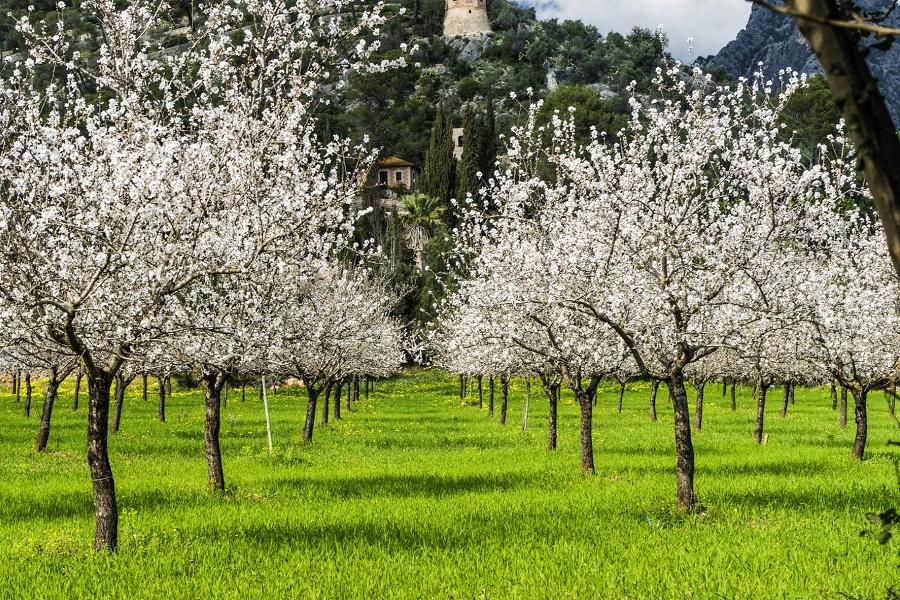Almond trees in a green field in Mallorca