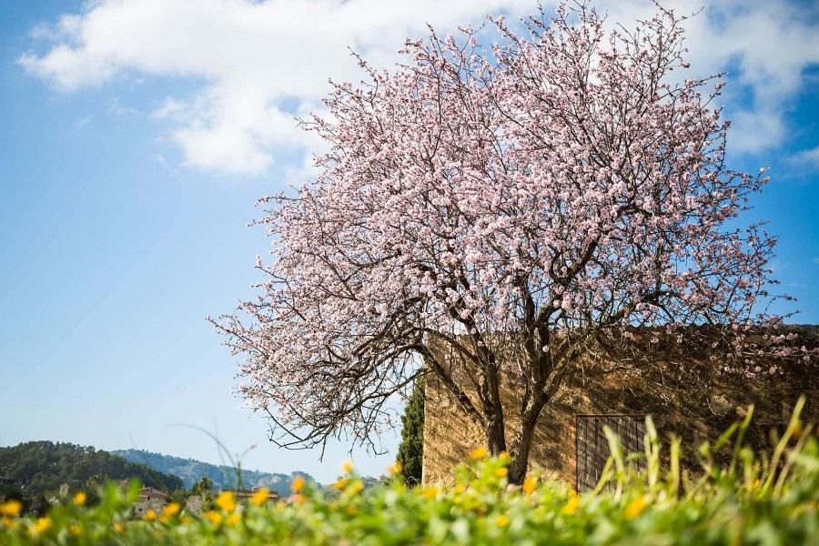 Almond blossom in Mallorca