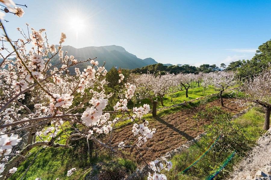 Almond blossom in Mallorca