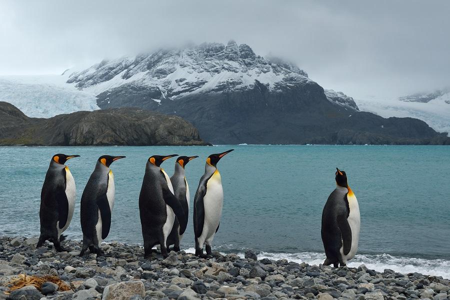 Six Emperor penguins stand on a pebbly shore; five looking left, one looking right. In the background, turquoise water and snow-capped mountains under a gray sky.