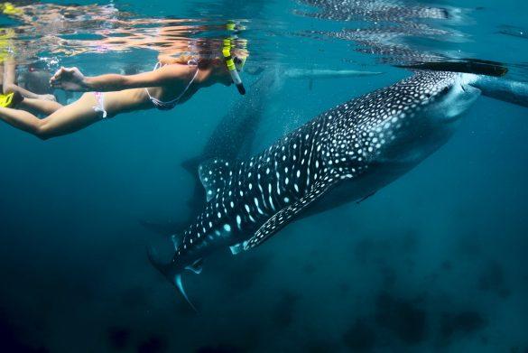 Cebu, Whale Sharks