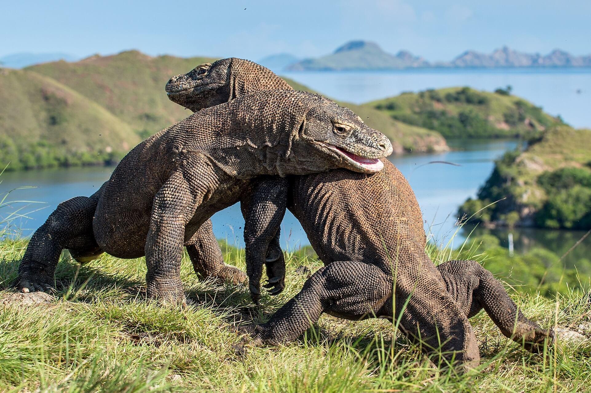 Two fighting Komodo dragons in Komodo National Park, Indonesia
