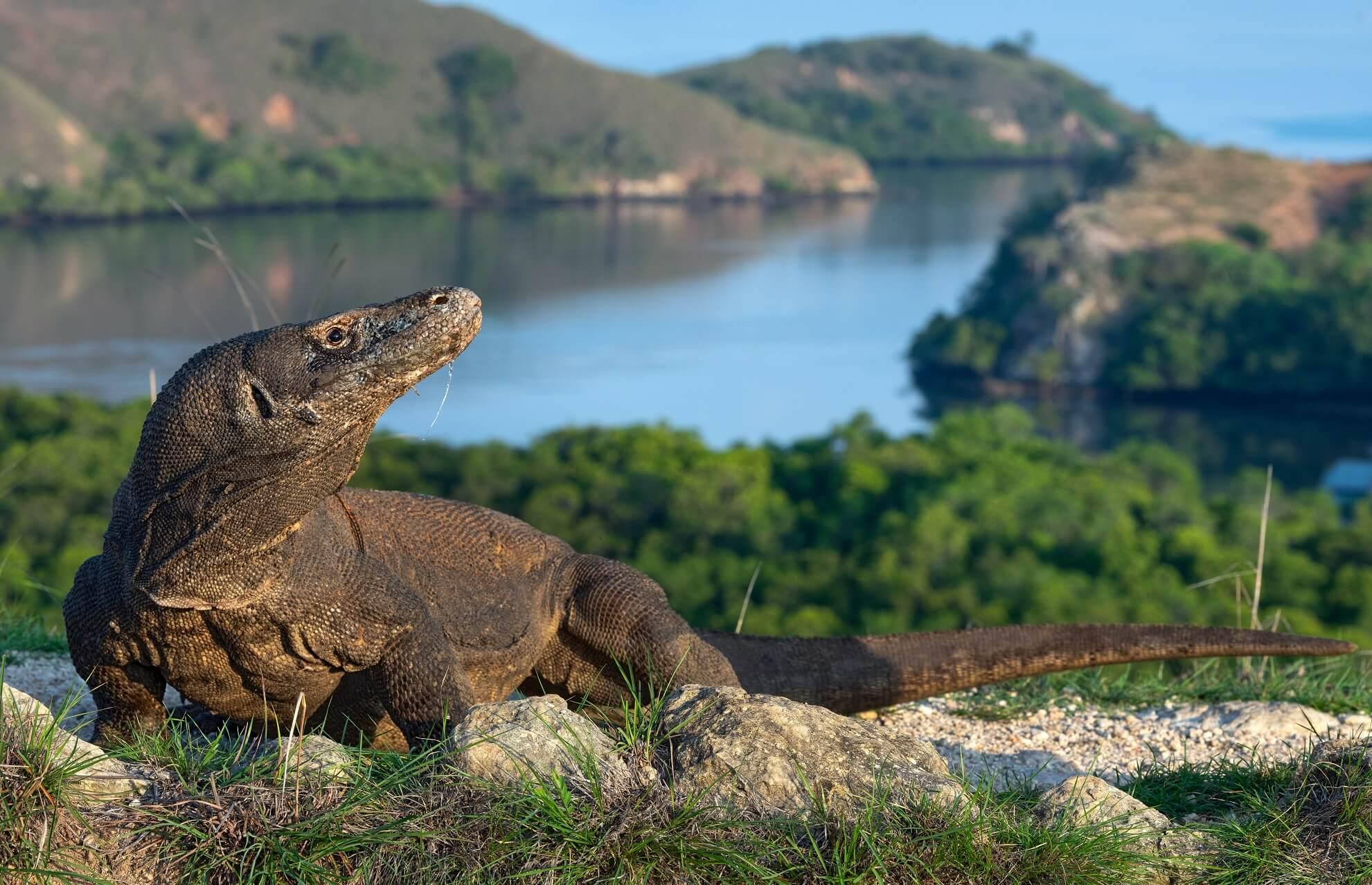 A Komodo dragon in Komodo National Park, Indonesia.