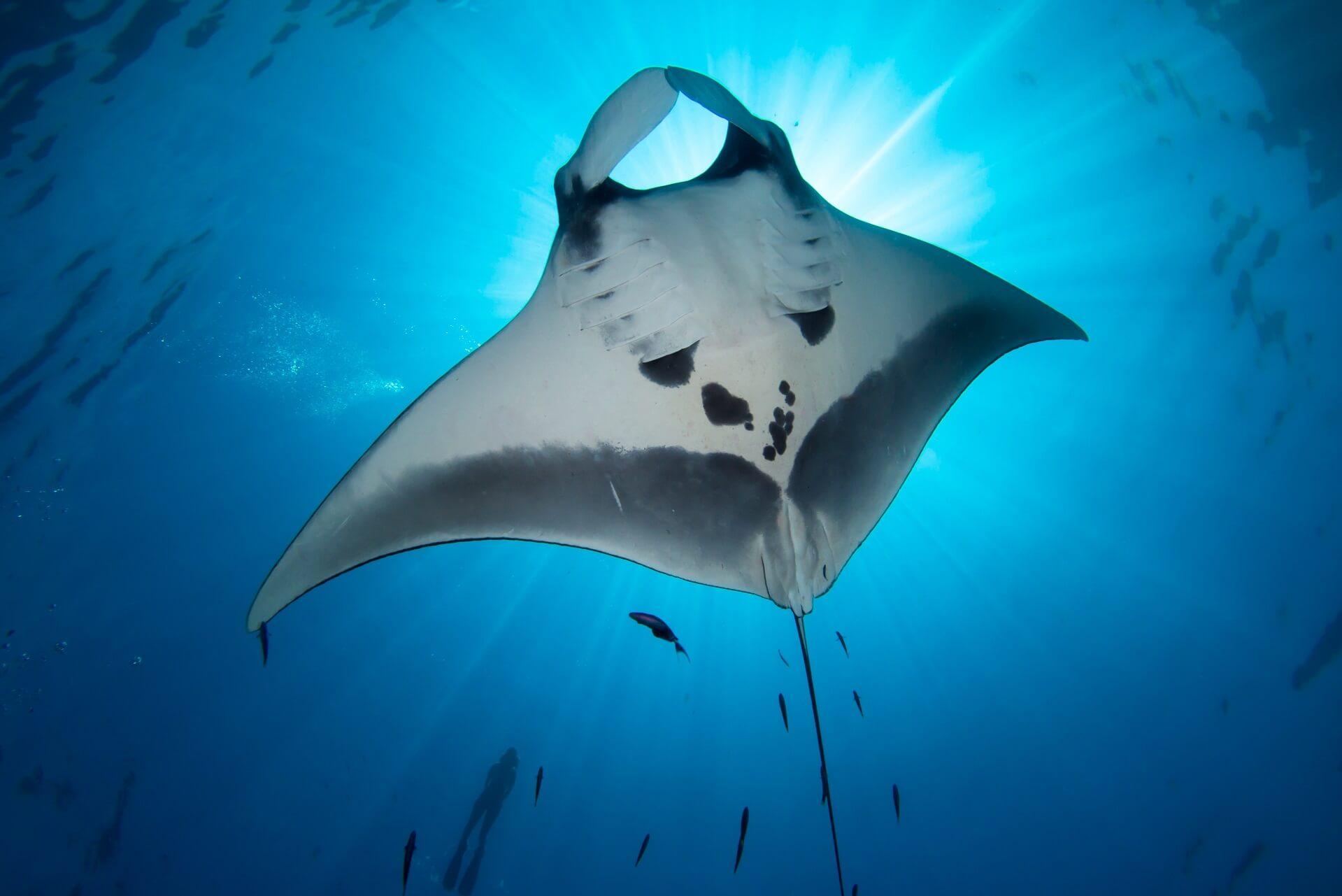 A manta ray in Indonesia.