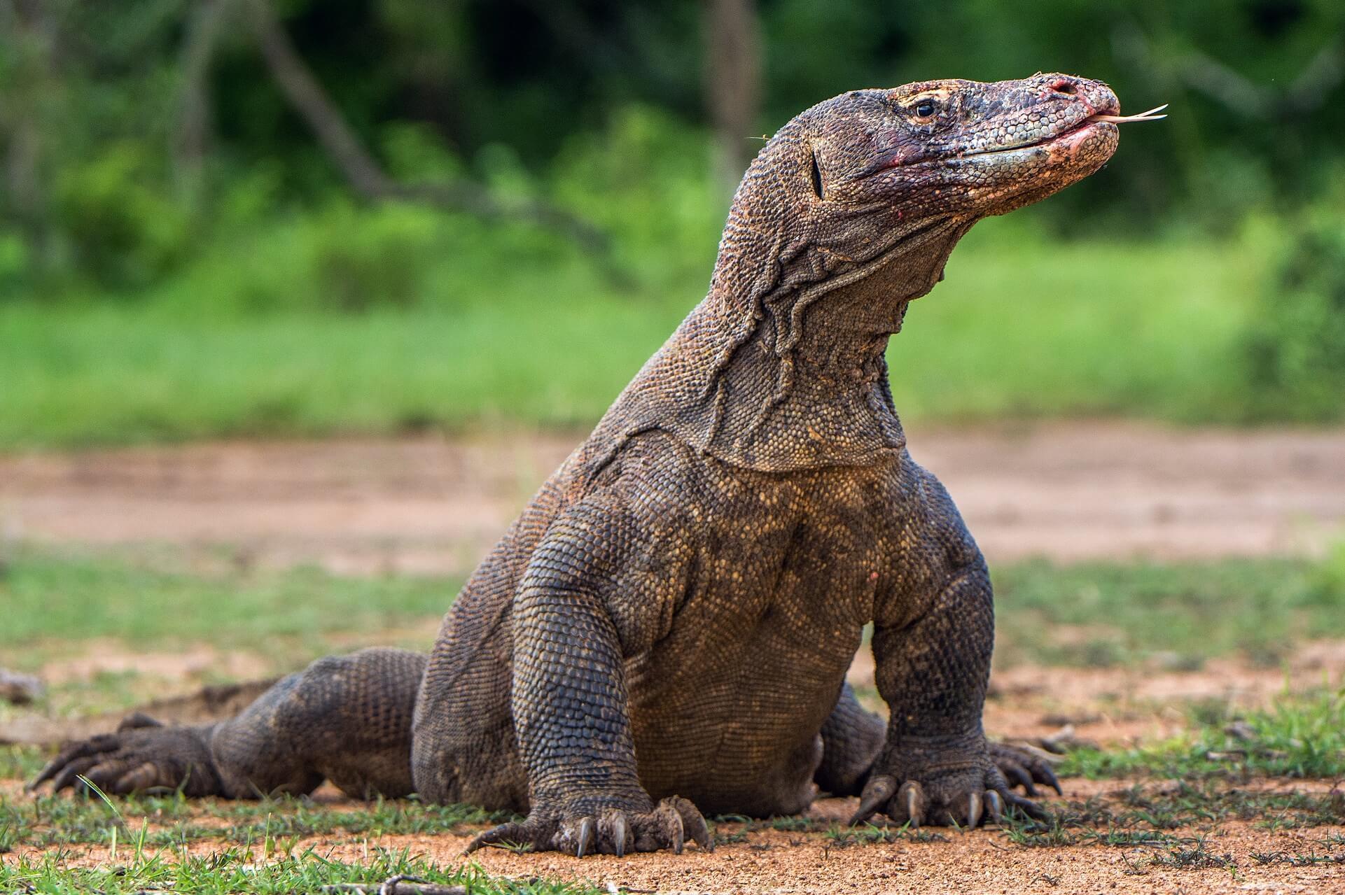 Komodo dragon in Komodo National Park, Indonesia