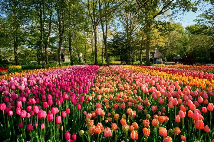 Blooming Tulip Fields at Keukenhof in Lisse