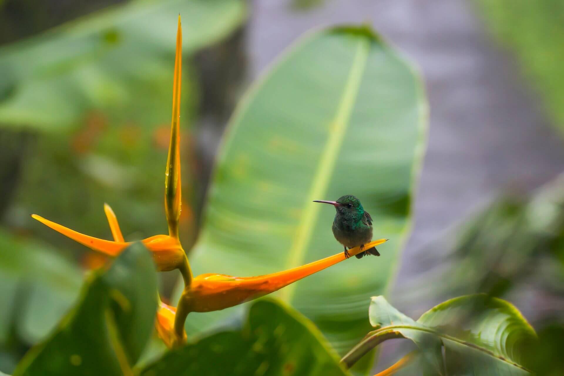 You will certainly encounter hummingbirds in Martinique