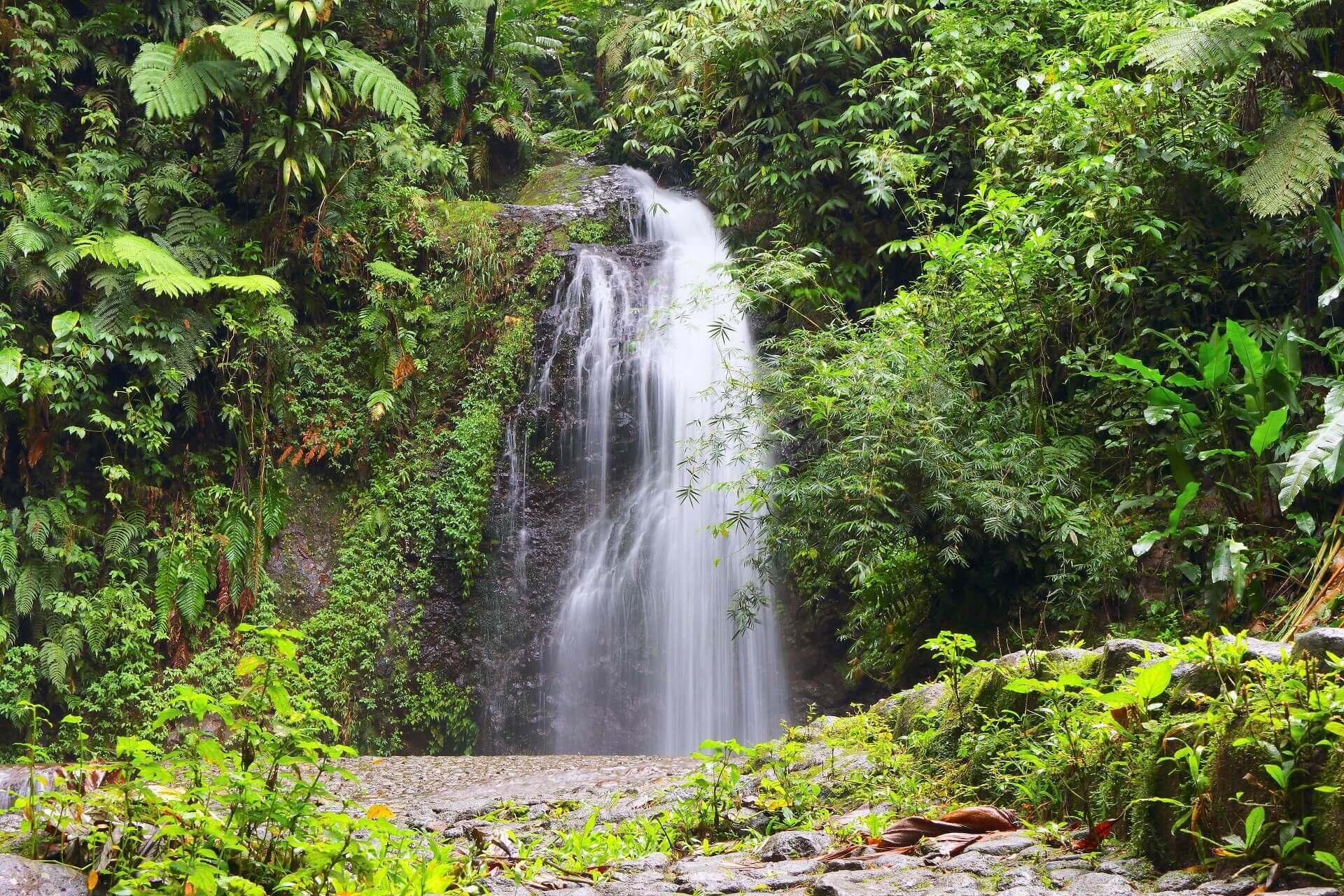 The nature of Martinique is very diverse
