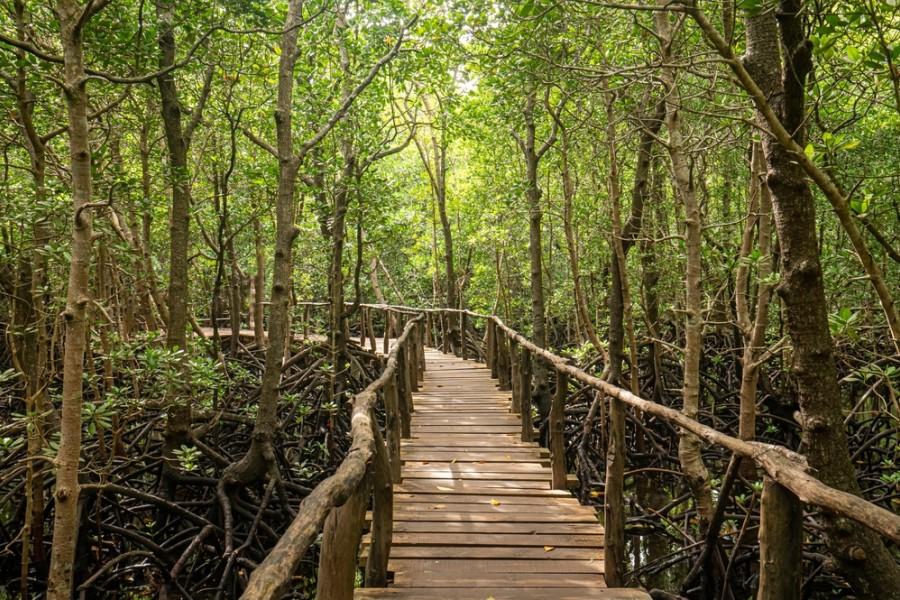 Walkway through a dense mangrove forest with many intertwined roots. The walkway leads straight into the center of the image, surrounded by tall, slender trees with a green canopy.