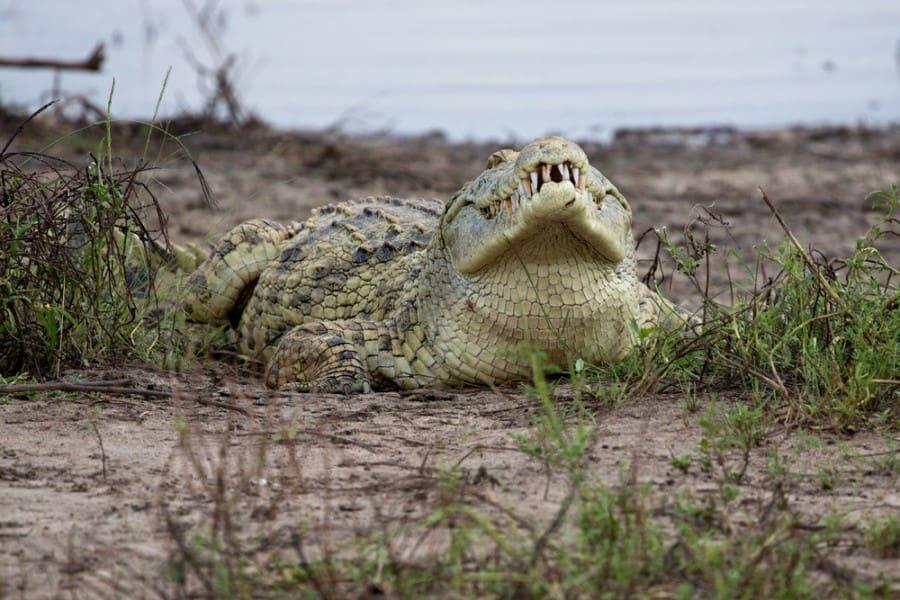 Nyerere National Park