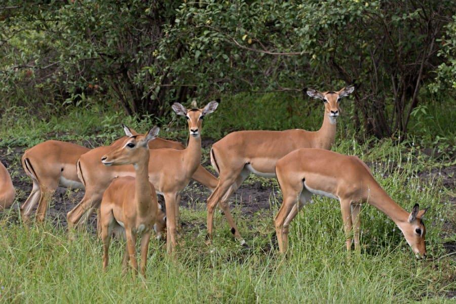 A herd of antelopes grazes in the foreground on a green meadow, surrounded by trees in the background. The animals stand closely together, some looking alert, others eating grass.