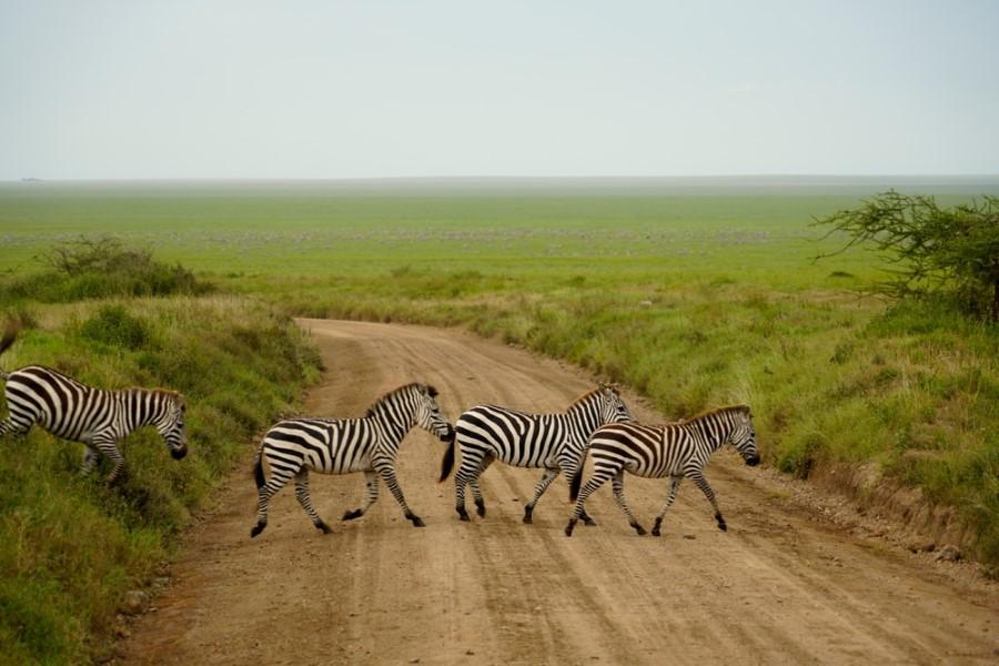 Zebras crossing a sandy path in the middle of the vast green savanna of the Serengeti. Twigs are seen on the right and left, and the plain stretches to the horizon.