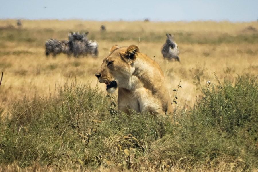 A lioness sits in the tall grass of the Serengeti, looking to the left; in the background, vague silhouettes of zebras can be seen running through the golden savanna; a bright blue sky stretches above the vast plain.