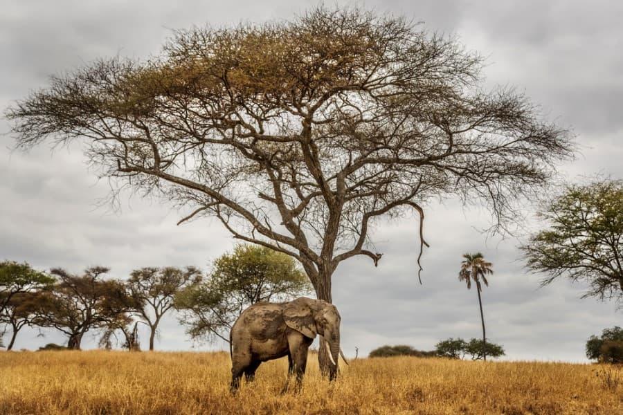An elephant stands in the tall, golden grass under a sprawling acacia tree. In the background, more trees extend, and the sky is covered in gray clouds.